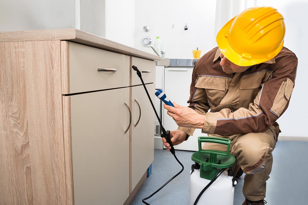 11 common pest control mistakes one must avoid